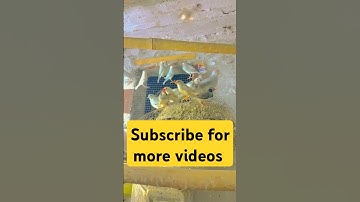 #birds #viralvideo #shortsvideo #shorts #fyp #reels