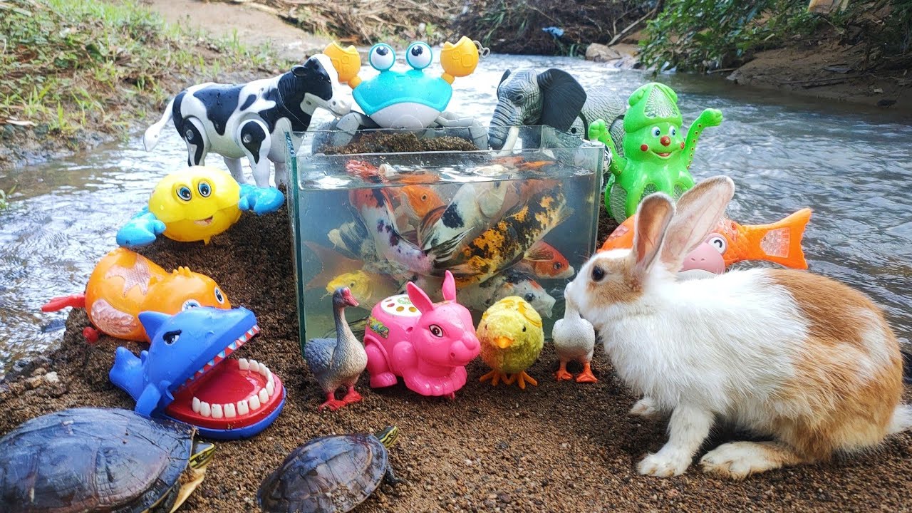 Find cute rabbits, turtles, ornamental fish, sharks, cows, elephants ...