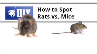 Rat Vs Mouse - Learn The Difference Between Rats And Mice