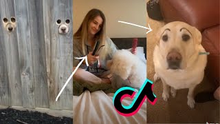 FUNNY Dogs of Tik Tok - Try Not To Laugh TikTok Compilation