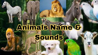 ANIMAL NAMES AND SOUNDS for Kids Video Compilation - Learn Animal Names for Children