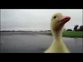 Why are you running!!!! (duck meme official)