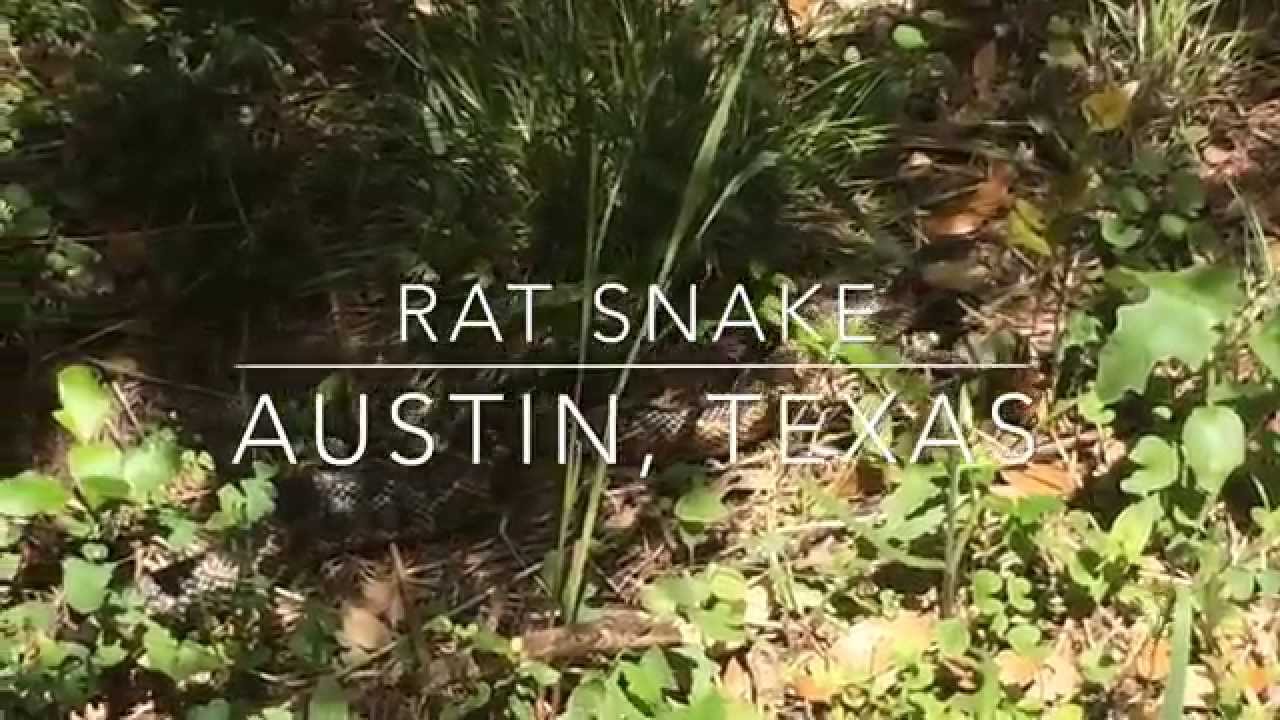 Texas Rat Snake - North Austin - YouTube