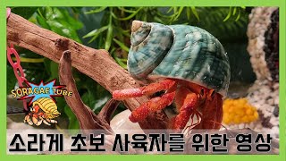 소라게 초보 사육자들을 위한 영상 Video for beginner hermit crab breeders