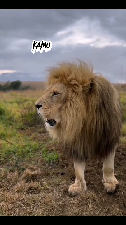 kata kata motivasi singa #motivasi #lion #statuswhatsapp