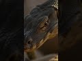 The monitor lizard doesn’t rely on sight alone #NatureKnowsFirst #MonitorLizard
