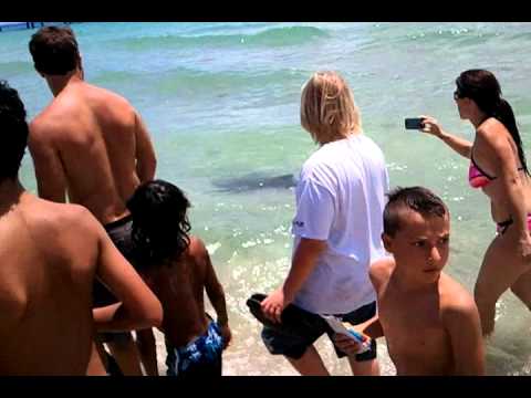 Shark On Dania Beach Fl You