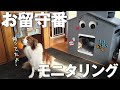 ボーダーコリーのお留守番をモニタリングしたら全私が泣いた...。