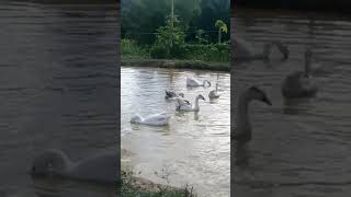 Gansos no nado