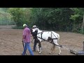 gaited horse under harness