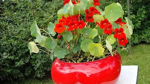 НАСТУРЦИЯ - неприхотливое растение для сада и балкона. Посадка и уход для пышного цветения