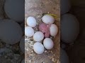 #pets #birds #viralvideo #modapet #petsfofinhos #parrot #budgies  #periquitosaustralianos