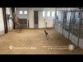 Baby giraffe running around  seneca park zoo