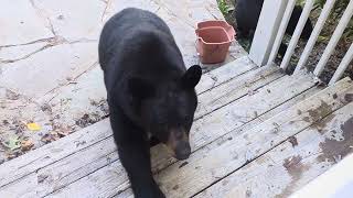Bear Lola And Cubs 44