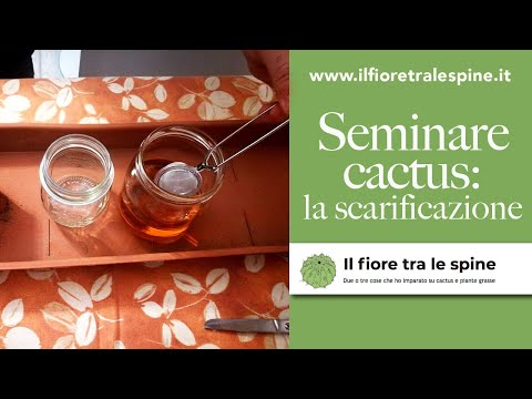 Video: La scarificazione è la germinazione dei semi. Come farlo bene