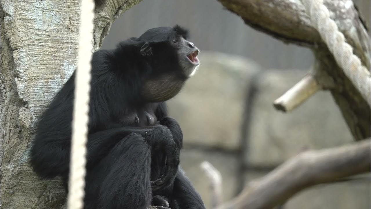 Siamang apes making noise YouTube