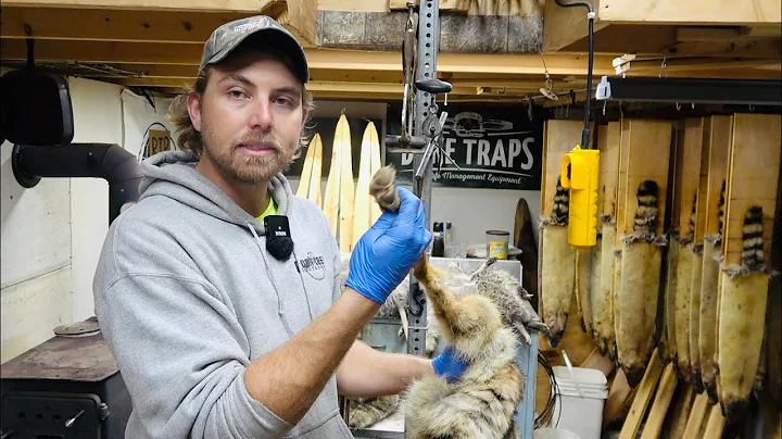 Skinning the Foot of a Coyote (Fur Handling)