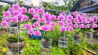 Hanging orchid garden does not need watering, flowers bloom continuously for 4 seasons