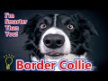 The Border Collie - Is This The World's Smartest Dog?