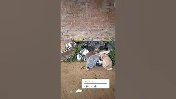 تربية الأرانب علي الارض دكتور ارنبsh 