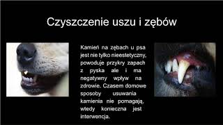 Fryzjer Dla Psów