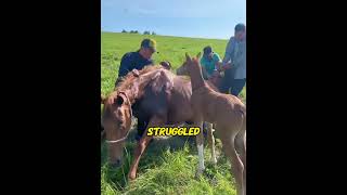 Baby horse stopped a car to save his dying mom. Years later, what he does breaks hearts!😭❤️