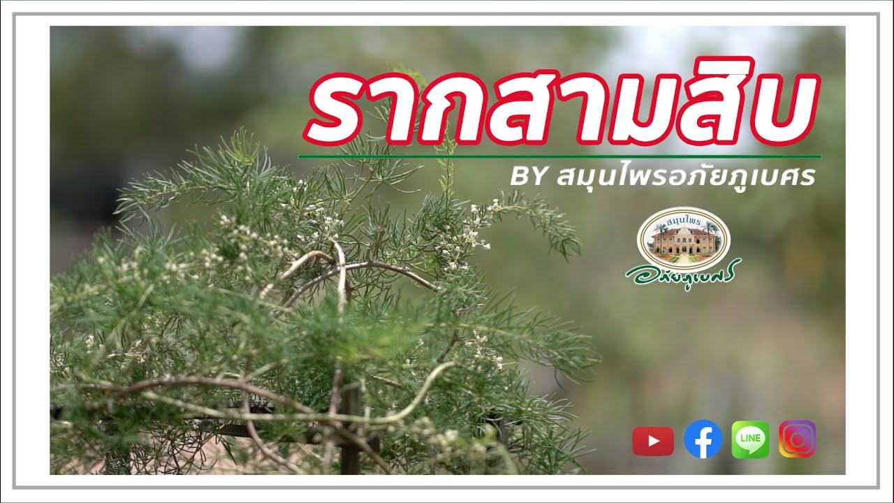 รากสามสิบ [บันทึกของแผ่นดิน]