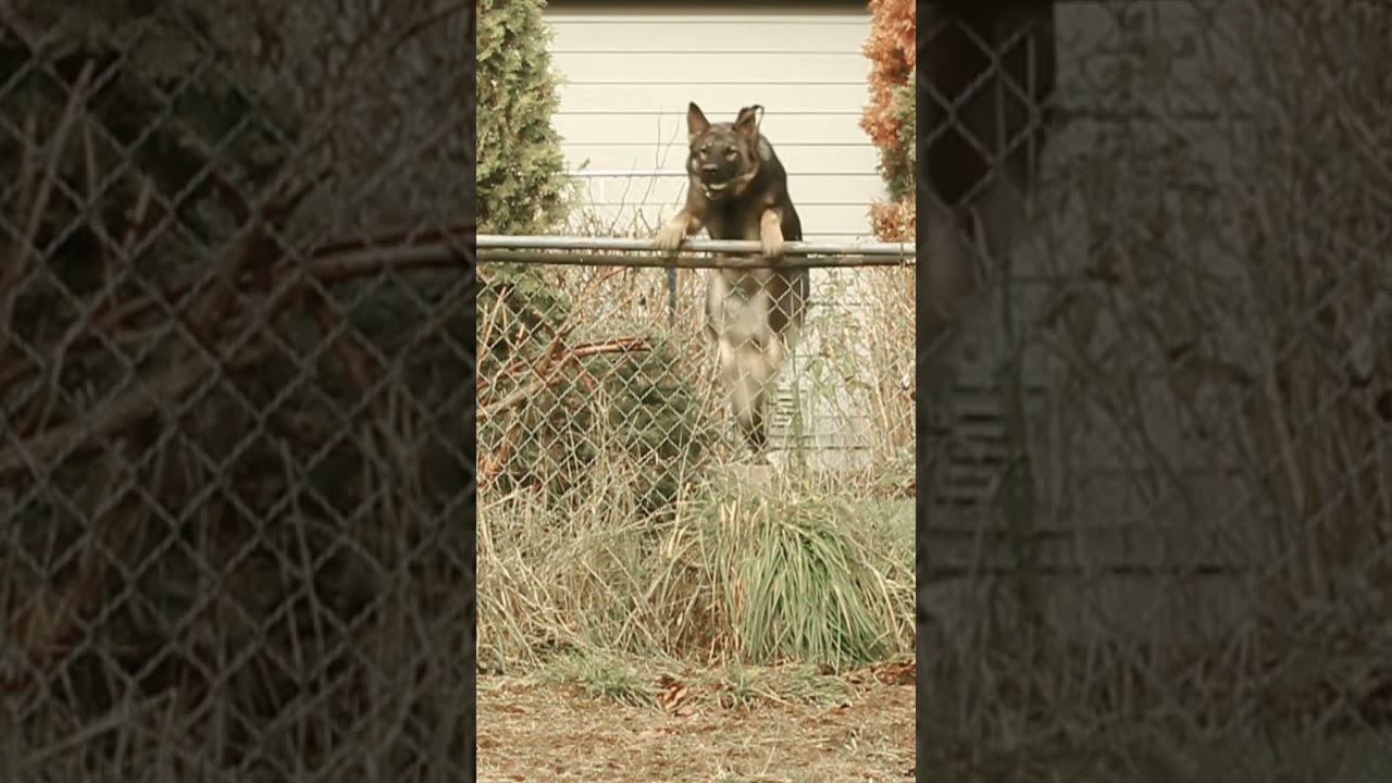Czech German Shepherd