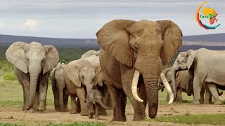 TEMBO MNYAMA MWENYE UWEO MZURI WA KUKUMBUKA MAENEO NA WATU KWA MUDA MREFU.