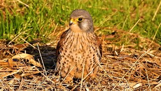 KESTRELS Slow Motion Food Pass 👀 Calling &amp; Hunting