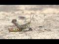 Chorthippus biguttulus / Nachtigall-Grashüpfer / Bow-winged grasshopper