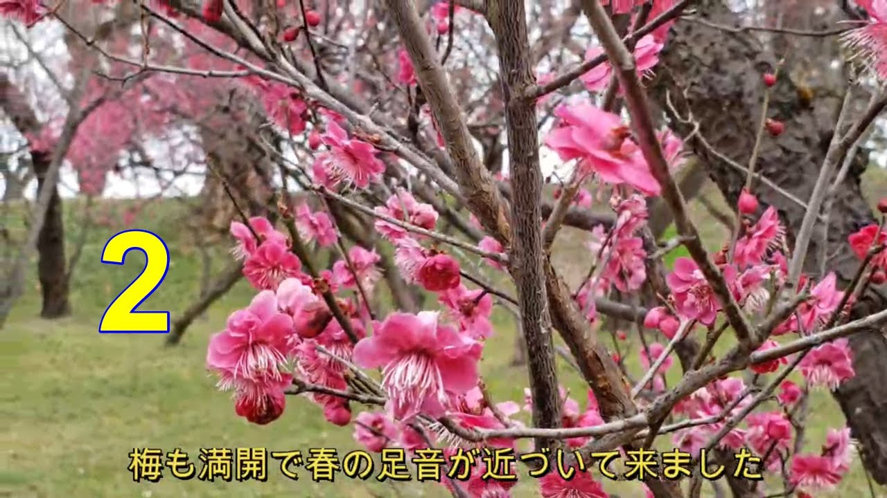 春の足音が聞こえる I Can Hear The Footsteps Of Spring 2 Youtube