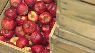 Good Question: Should Apples Be Refrigerated?