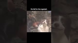 all bark no bite 😭🙏❤️ #dog #funny