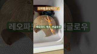 #레오파드게코 #도마뱀 #파충류 #아빠와아들