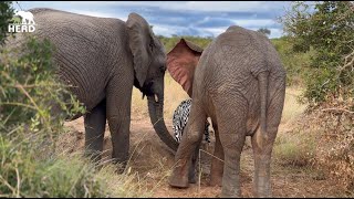 Warm blankets and bonding time with elephants Phabeni, Timisa and Khanyisa