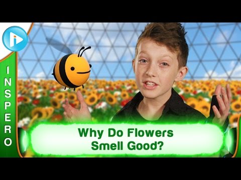 فيديو: لماذا رائحة الزهور