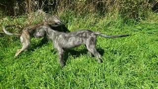 3 month old Irish Wolfhound puppies. Sept.15/2023