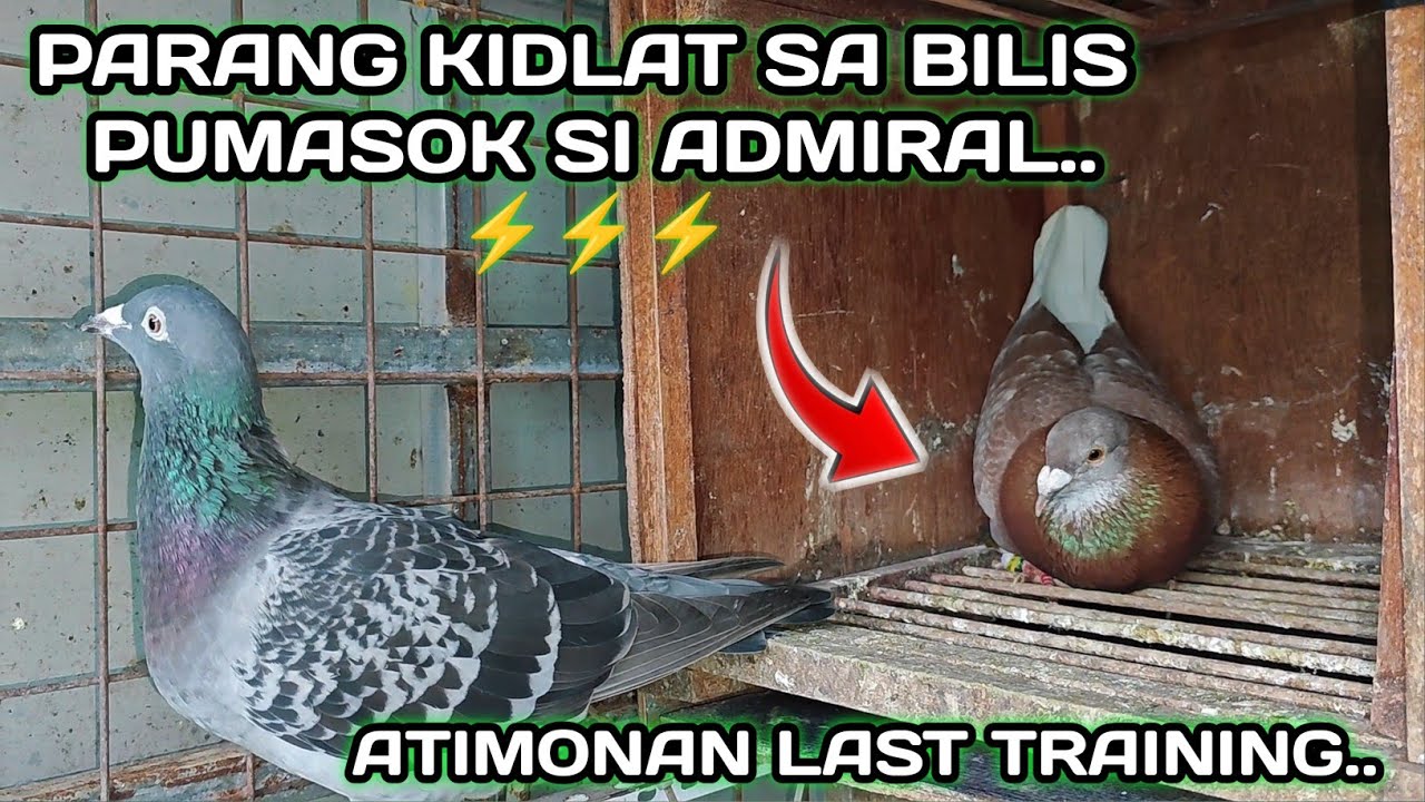 PARANG KIDLAT SA BILIS PUMASOK SI ADMIRAL..⚡⚡⚡ | ATIMONAN LAST TRAINING..