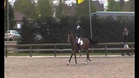 Jericho V (Cicero Z x Darco) national cyclus 5yo Hulsterlo
