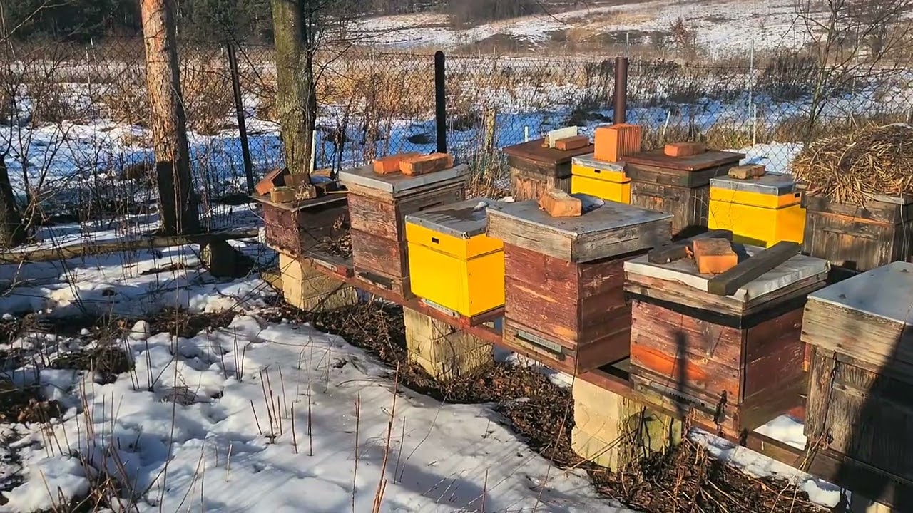 Kontrola pasieki w styczniu. Czy można zaglądać? Czy rodziny żyją? Brak pokarmu? Choroby warroza?