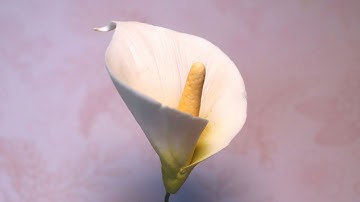 Gumpaste Calla Lily Tutorial