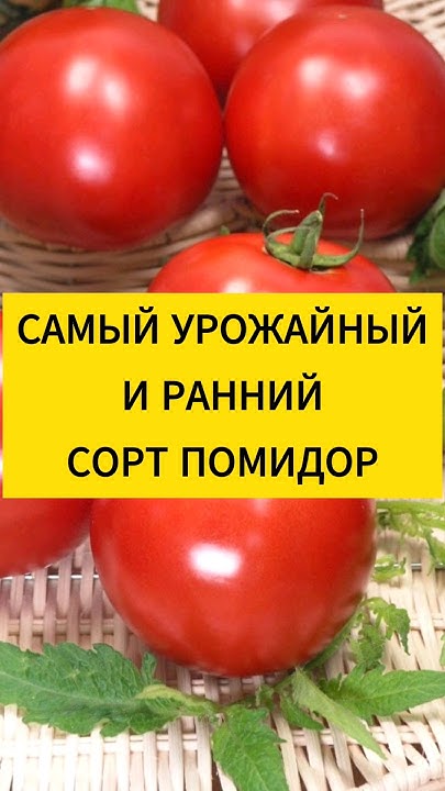 САМЫЙ УРОЖАЙНЫЙ И РАННИЙ СОРТ ПОМИДОР. - YouTube