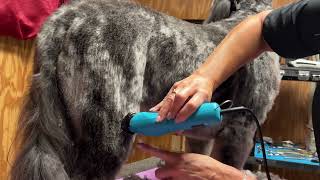 TRANSFORM your STRUGGLES to use DOG GROOMING TOOLS by Go Groomer 6,455 views 1 year ago 4 minutes, 24 seconds