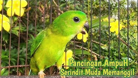 SERINDIT Manapun Akan Nyaut Langsung Bunyi Mendengar Serindit MUDA GACOR MEMANGGIL Seperti ini