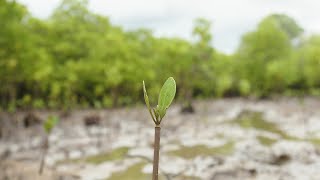 Planting mangroves on Kenya's coast