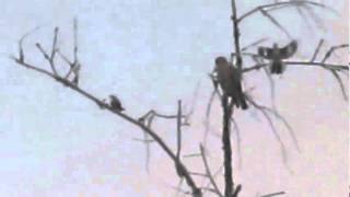 Famous Hawk vs. Mockingbirds Wealth