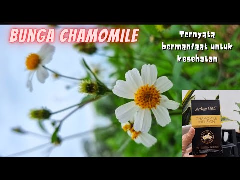 Video: Kegunaan Teh Chamomile Di Taman - Faedah Menggunakan Teh Chamomile Untuk Tumbuhan