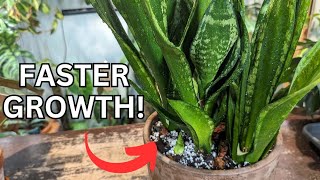 how to get a snake plant to grow quicker and look full by Everything Plants 395,578 views 6 months ago 15 minutes