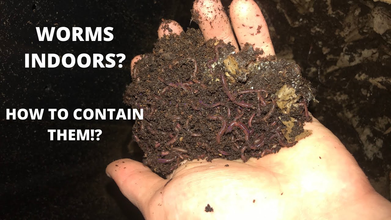 How to Make Your Own Worm Bin on the Cheap! YouTube